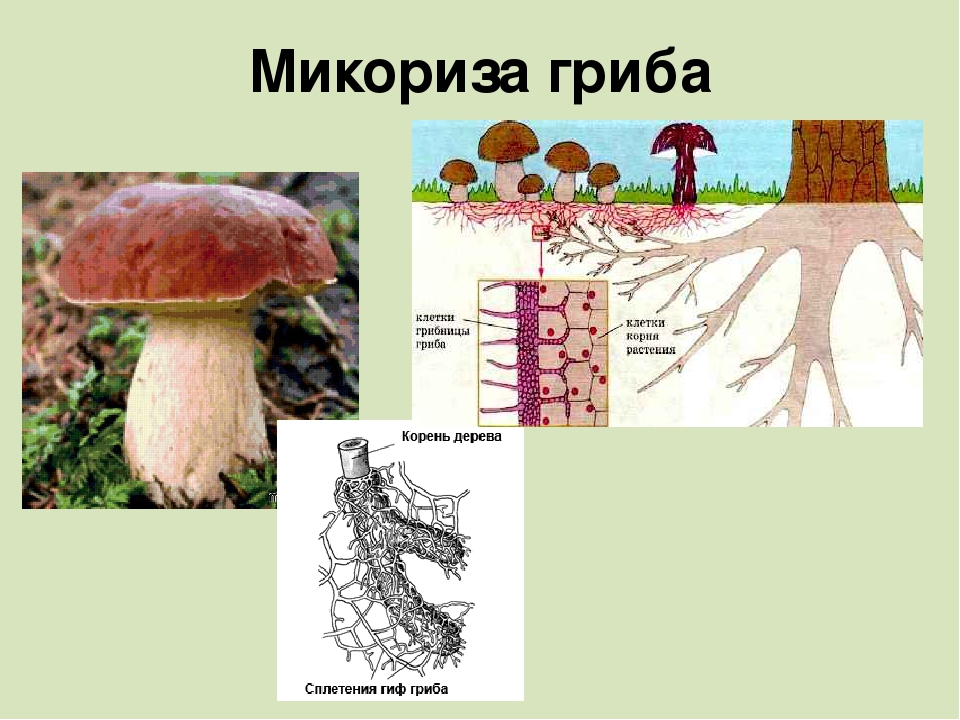 Строение гриба микориза. Шляпочные грибы микориза. Что такое микориза в биологии грибы. Микориза грибокорень. Что такое микориза у грибов