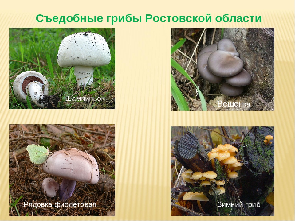 Съедобные грибы в ростовской области фото и название