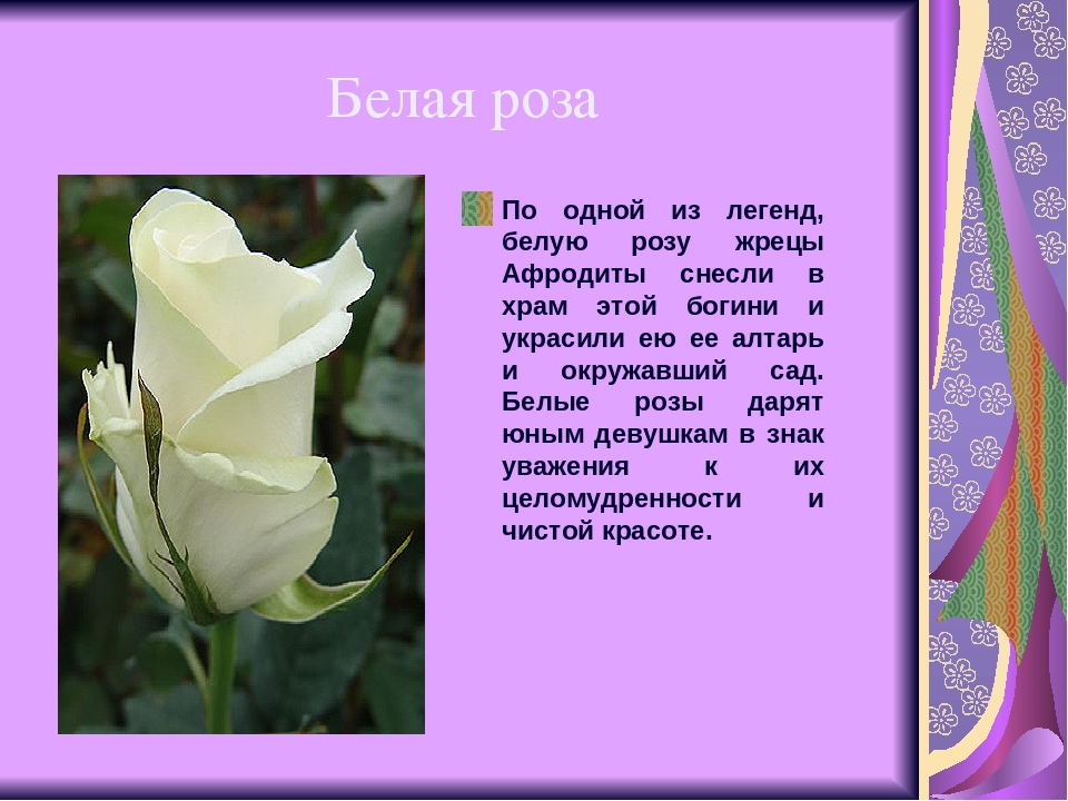 Как описать розу. Белые розы стихи. Описание цветка розы. Рассказ о белой Розе. Сообщение про белую розу.