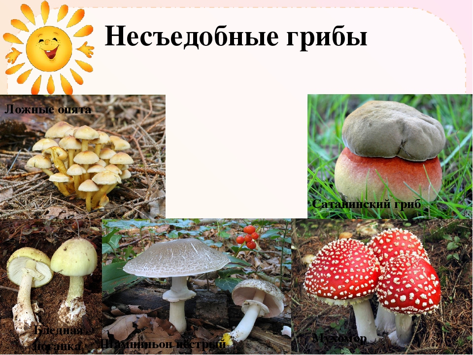 Несъедобные лесные грибы 2. Грибы: съедобные и несъедобные. Съедобные и ядовитые грибы. Несъедобные грибы. Несъедобные грибы 5 класс.