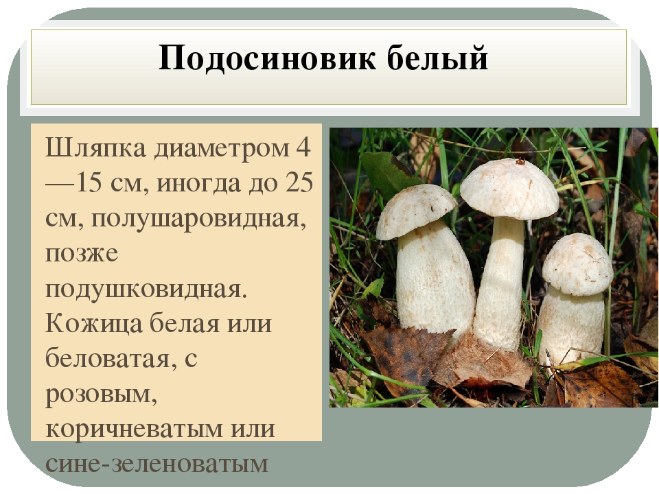 Описание грибов из красной книги россии фото и описание