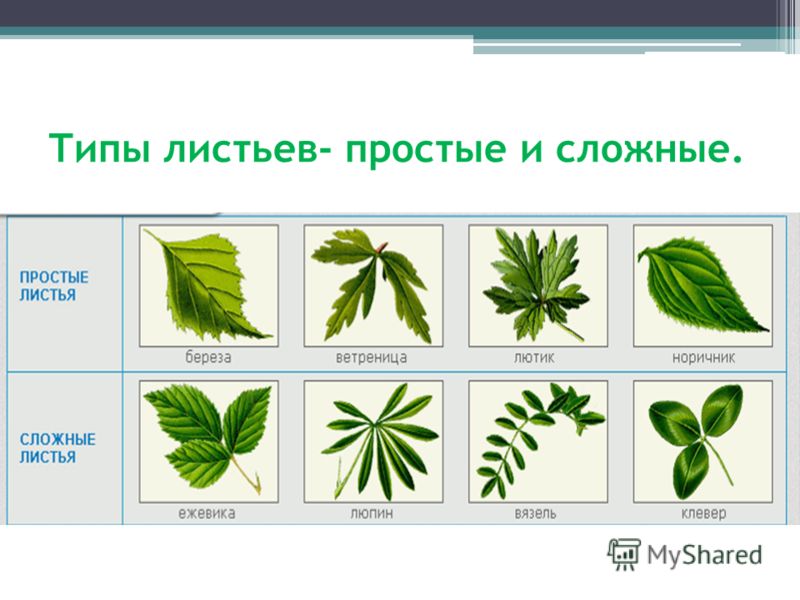 Простые и сложные листья биология 6 класс. Монстера жилкование. Сложный пи простой лист. Слодный и просто листь. Простые и сложные листья.