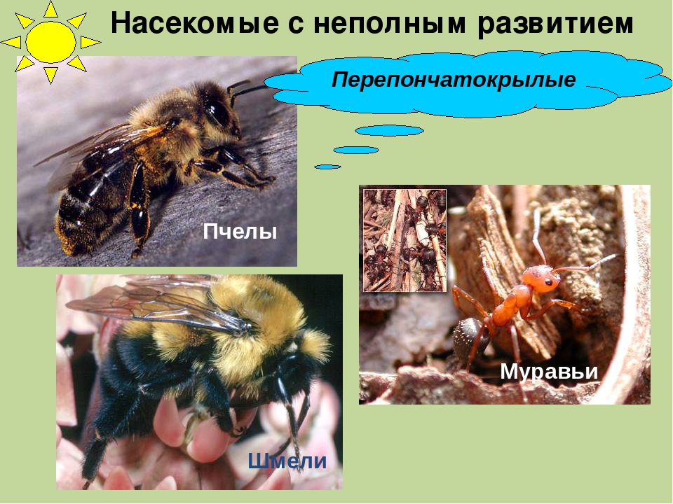 Пчела полное или неполное. Перепончатокрылые пчелы. Развитие перепончатокрылых насекомых. Перепончатокрылые Шмель. Перепончатокрылые превращение.