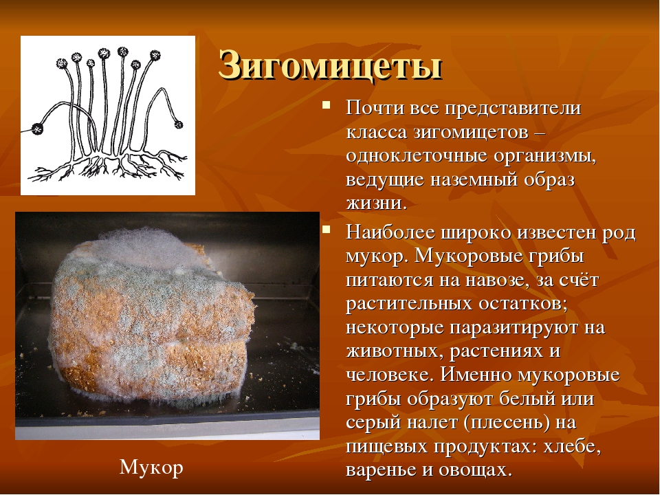 Плесневелые грибы примеры