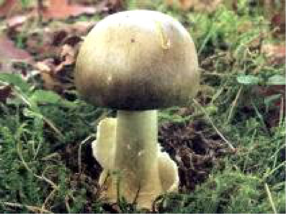 Белый гриб относится к трубчатым. Поганка гриб. Поганка картинка. Двойник белого гриба. Гриб обыкновенный огородный.