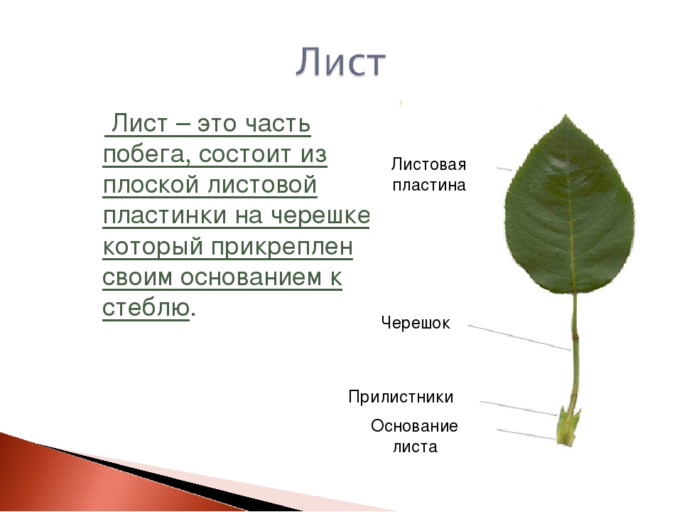 Лист биология 6 класс кратко. Что такое лист в биологии кратко. Лист определение. Лист орган растения. Лист растения определение.