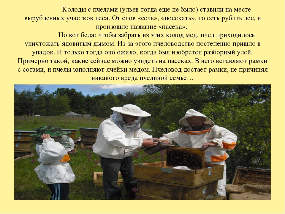 Пчеловодство доклад 3 класс. Сообщение про пасеку. Сообщение о пчеловодстве. Информация для пчеловодов. Пчеловодство доклад.