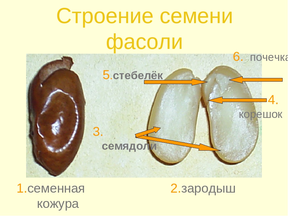 Семя фасоли в сформированном зародыше фасоли хорошо