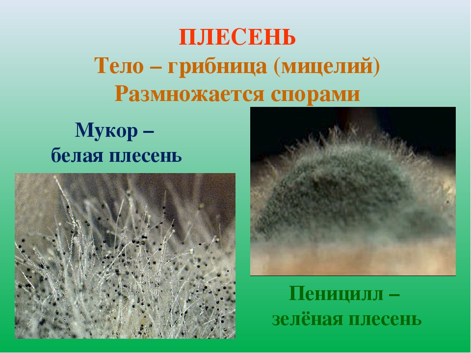 Чем отличается плесневый гриб. Мукор мицелий. Плесневые грибы Mucor. Мицелий грибов мукор и пеницилл. Белая плесень мукор.