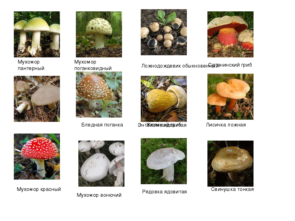 Виды грибов и их названия и фото