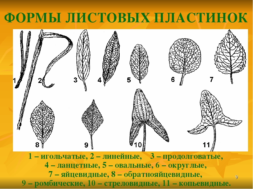 Простые листья биология 6 класс. Шиловидная форма листовой пластинки. Линейная форма листовой пластинки. Цельность листовой пластинки. Копьевидная форма листовой пластинки.