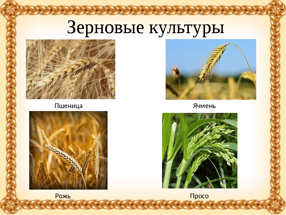 Рожь овес просо. Зерновые культуры пшеница рожь. Пшеница рожь ячмень овес. Пшеница рожь ячмень. Зерновые культуры для детей.