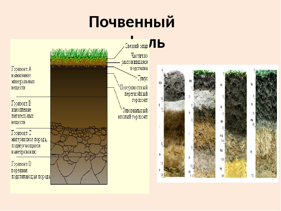 В какой зоне наиболее плодородные почвы. Строение почвы почвенные горизонты. Строение почвы подвесные горезонты. Строение почвенного профиля 6 кл. Строение почвы почвенный профиль.