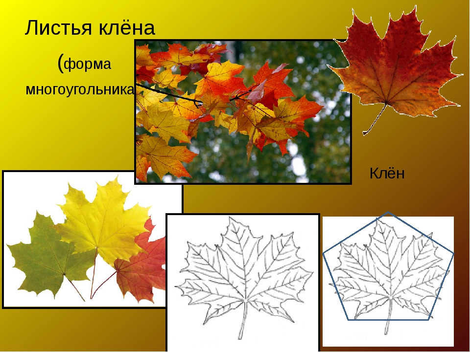 1 класс мастер изображения. Форма кленового листа. Форма листьев клена. Клен по форме листа. Какой формы кленовый лист.