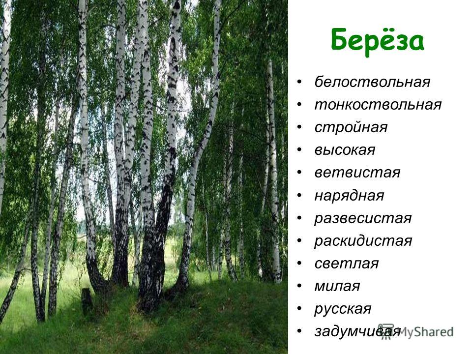 Как пишется береза. И Агеева белоствольная берёза. Описание березы. Прилагательные к Березе. Высокая стройная белоствольная.