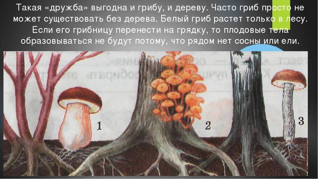 Симбиоз гриба и дерева. Грибная микориза. Взаимоотношение гриба и дерева.