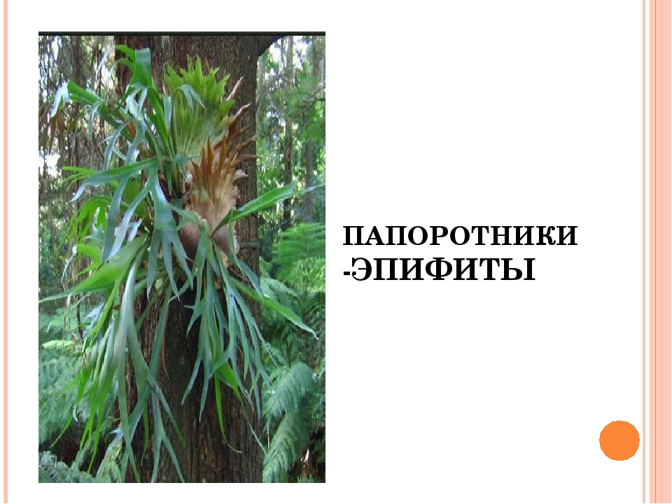 К эпифитам относятся. Папоротники Эпифиты. Папоротник в тропиках эпифит. Адаптации эпифитов. Эпифиты приспособления.