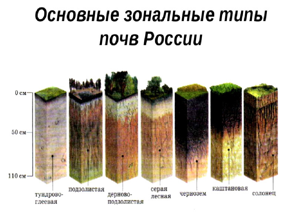 Соотнесите природные зоны и характерный тип почвы. Виды почв РФ. Типы почв 6 класс география. Почвенные профили зональных типов почв. Типы почв России.