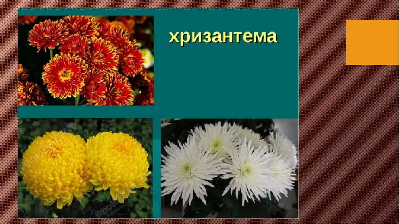 Чем отличается хризантема от хризантемы. Хризантемы, Гербера, садовые астры, георгины, бархатцы.