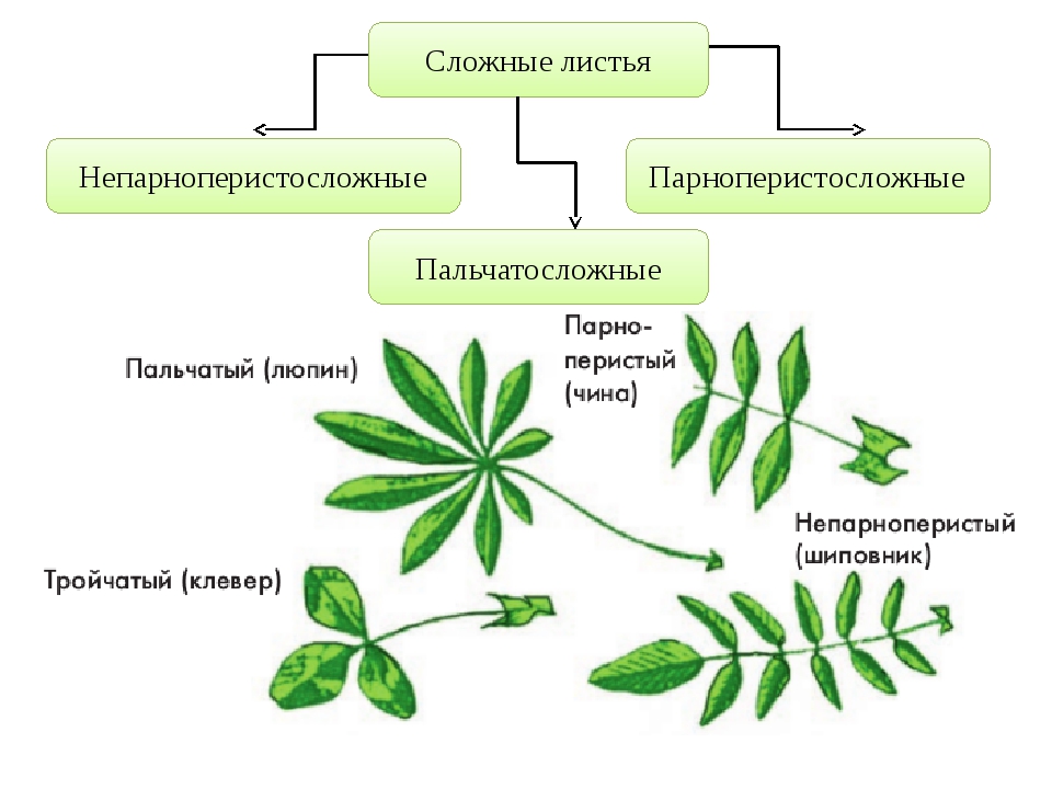 Классификация вегетативных органов растений