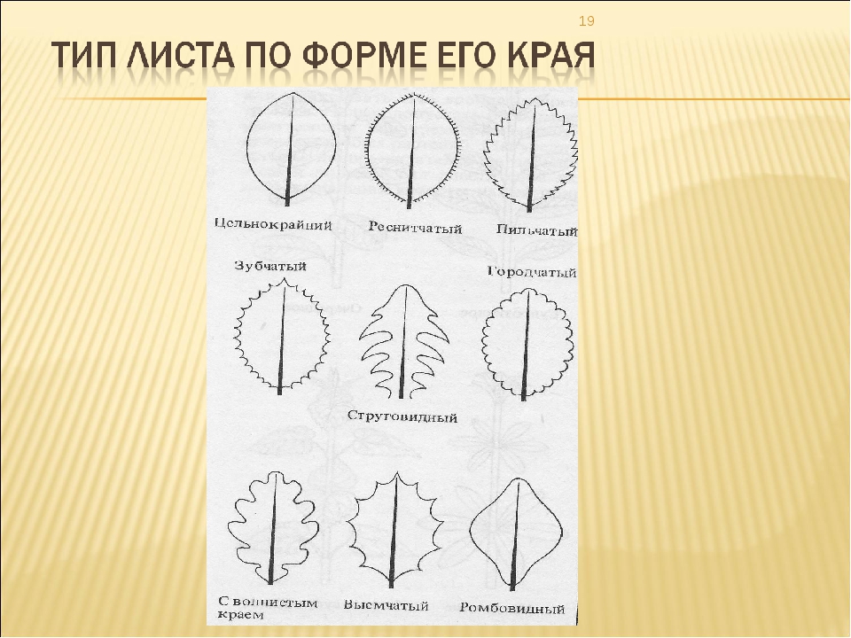 Форма края. Тип листа. Формы края листьев. Типы листа по форме. Эллиптическая форма листовой пластинки.