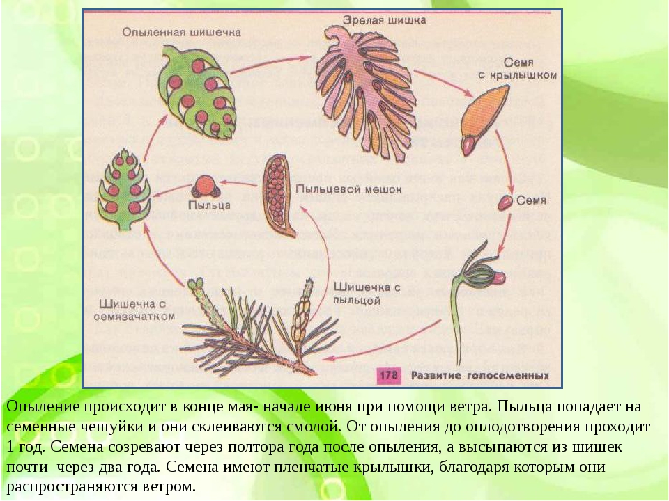 Размножение хвойных шишек. Цикл размножения голосеменных растений. Размножение голосеменных растений схема. Жизненный цикл сосны обыкновенной схема. Размножение хвойных растений рисунок.
