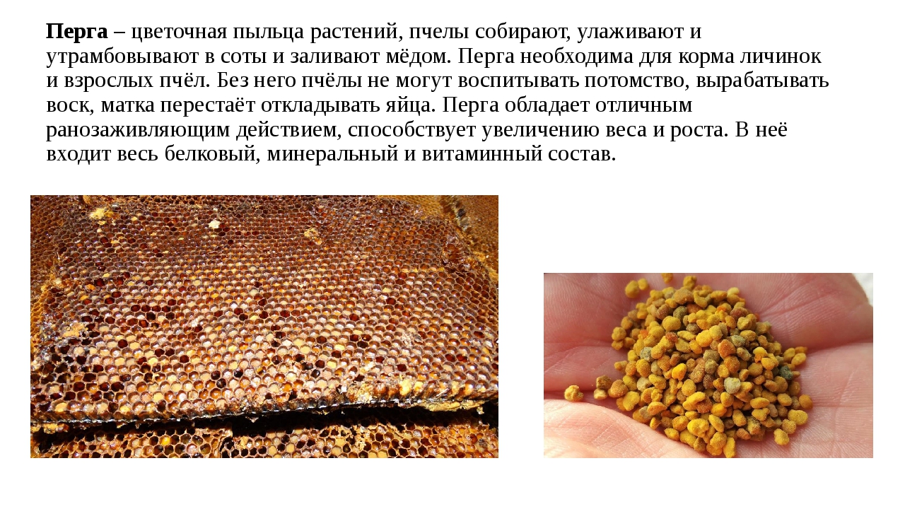 Польза пыльцы пчелиной: Пчелиная пыльца: польза и вред продукта