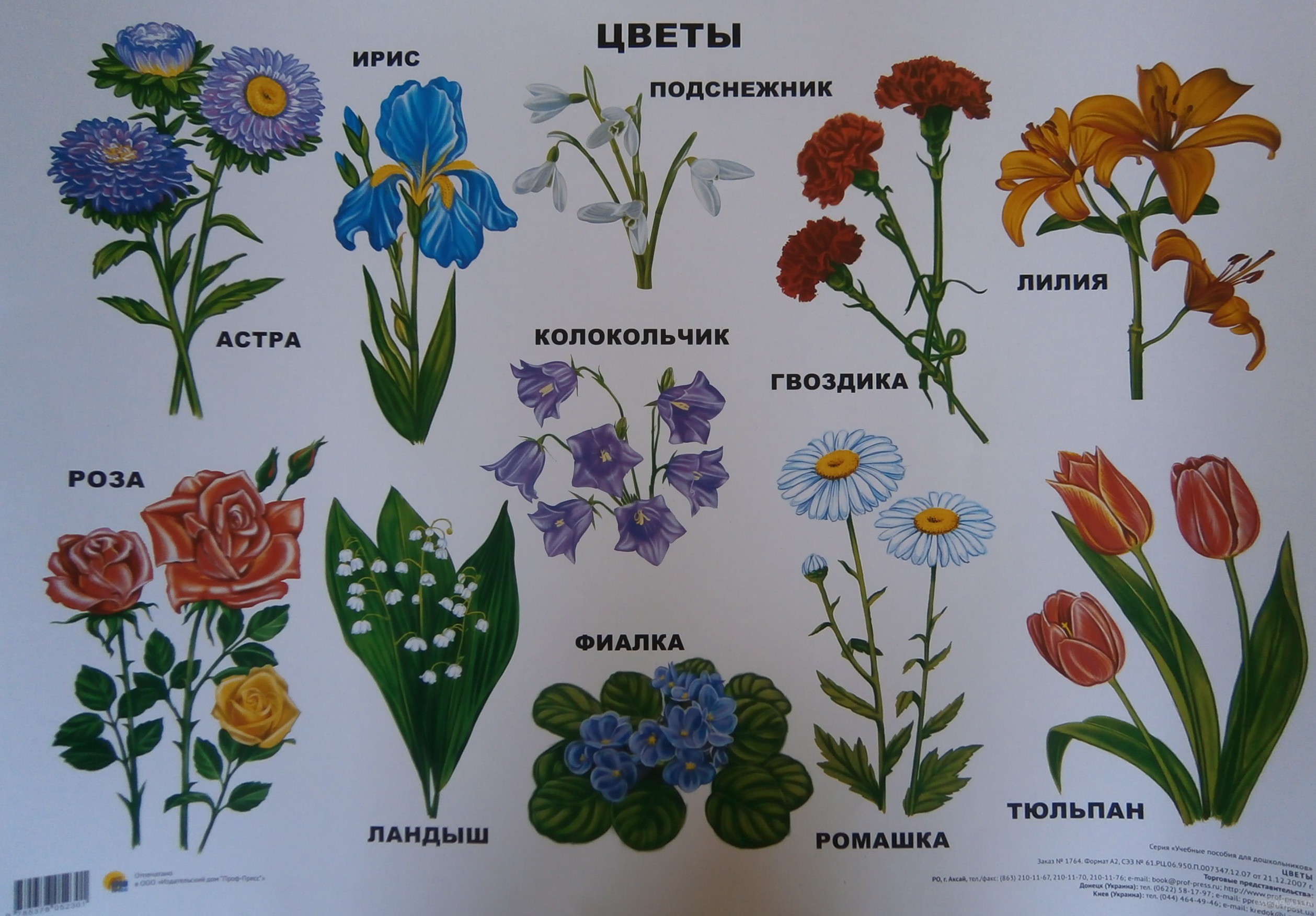 Куда можно отнести цветы. Цветы названия. Названия цветов для дошкольников. Полевые и садовые цветы для детского сада. Цветы названия с картинками.