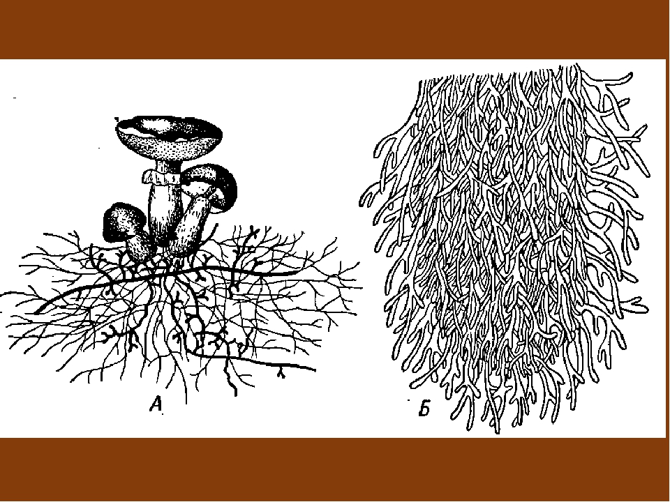 Как называется корень гриба. Мицелий грибов микориза. Микориза строение. Мицелий грибов схема. Эктотрофная микориза.
