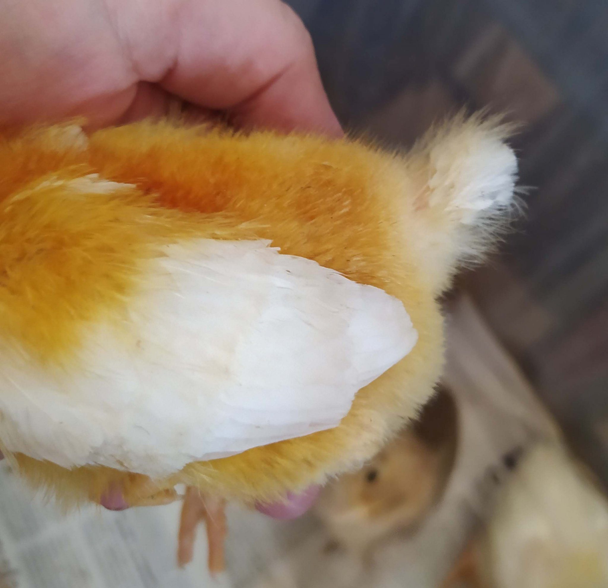 Как определить цыплят по крыльям