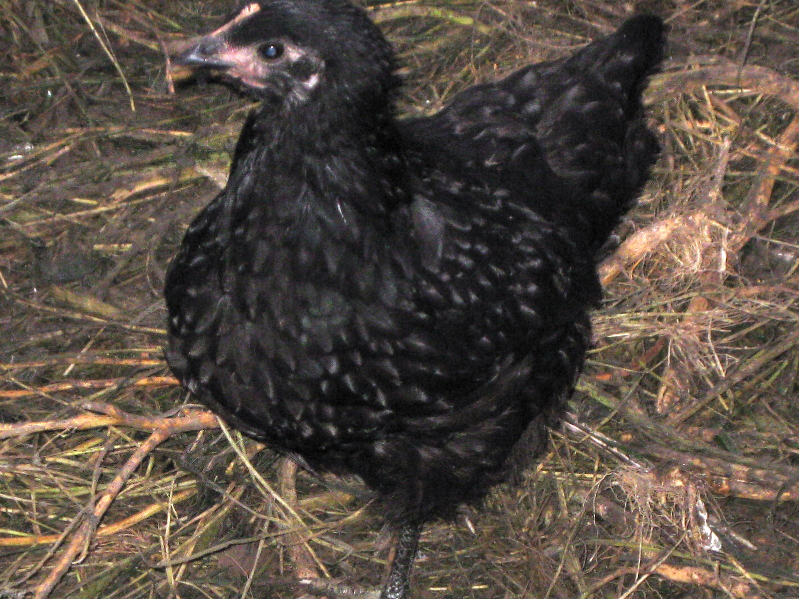 Черные цыплята какая порода. Московская черная курица. Московская чёрная порода кур. Московская черная цыплята. Курица черная маленькая.
