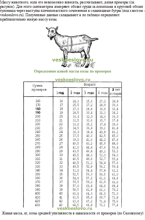 Схема обмера крс