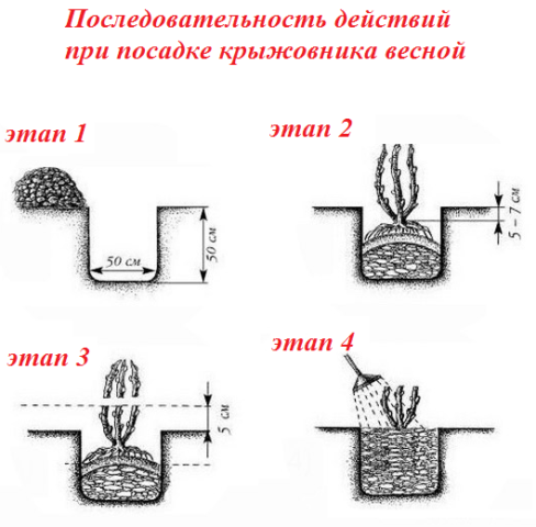 Крыжовник расстояние. Схема посадки крыжовника. Посадка крыжовника летом в открытый грунт. Посадка крыжовника корневая шейка. Схема посадки смородины и крыжовника.