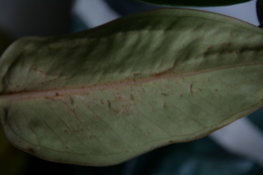 Спатифиллум болезни листьев