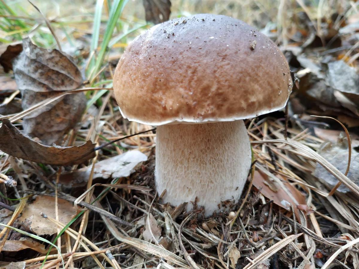 Белопольский гриб в Волгоградской области