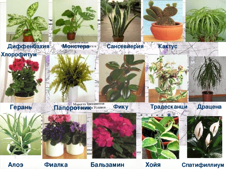 Комнатные растения список с фото и названиями и описанием