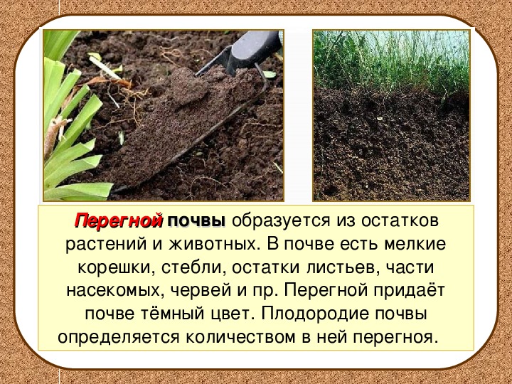 Перегной гумус образуется из. Перегной в почве. Перегной в почве окружающий мир. Почва презентация. Что такое почвенный перегной.