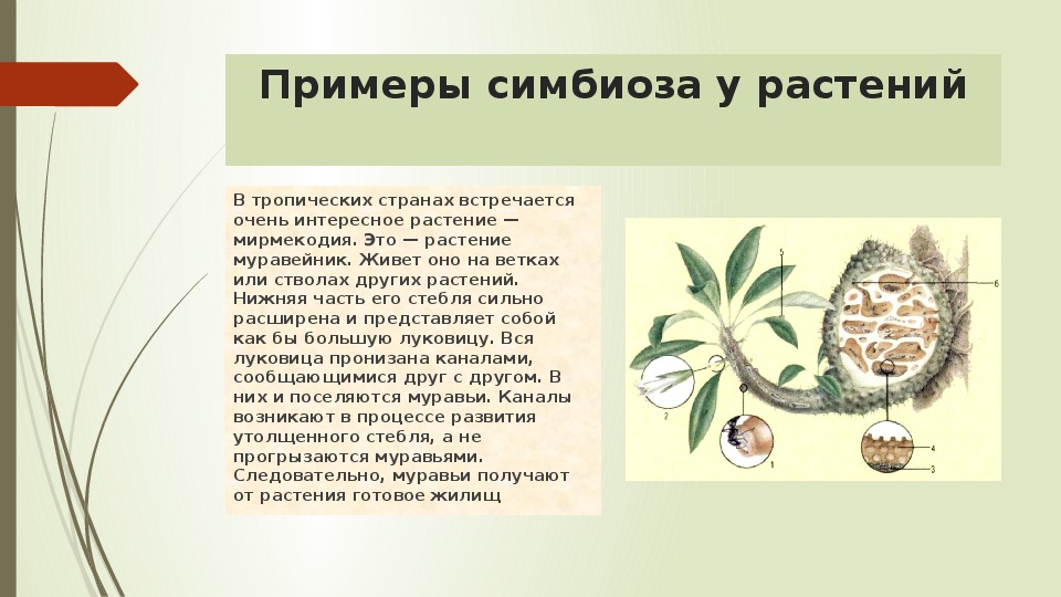 Симбиотические связи организмов. Примеры симбиоза у растений. Растения симбионты. Симбиотические взаимоотношения растений. Симбиоз между растениями и растениями.