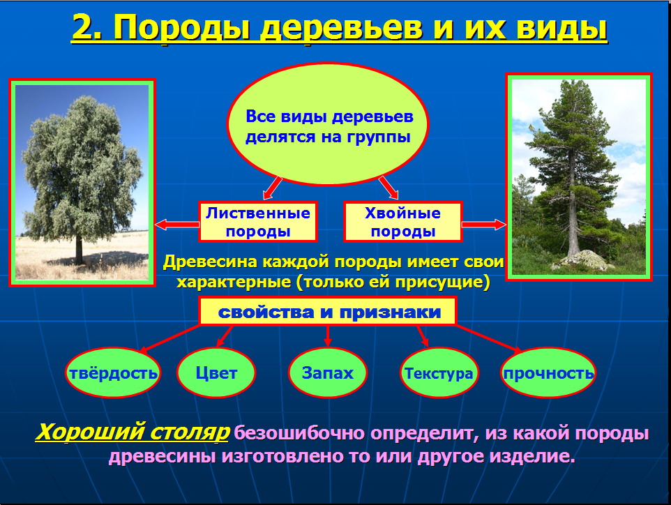 Также дерево является. Классификация деревьев. Хвойные и лиственные породы деревьев. Хвойные и лиственные породы древесины. Деревья классификация деревьев.