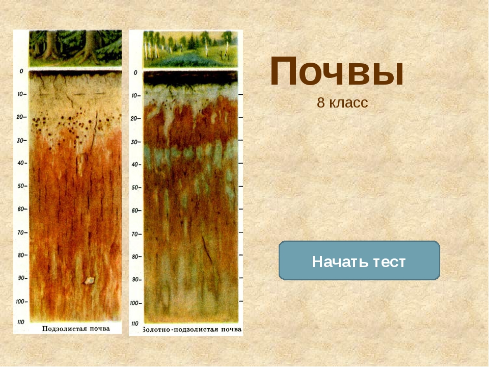 Тест почвы. 8 Класс почвы России дерново-подзолистые. Тест почва. Почва 8 класс. Почвы география 8 класс.