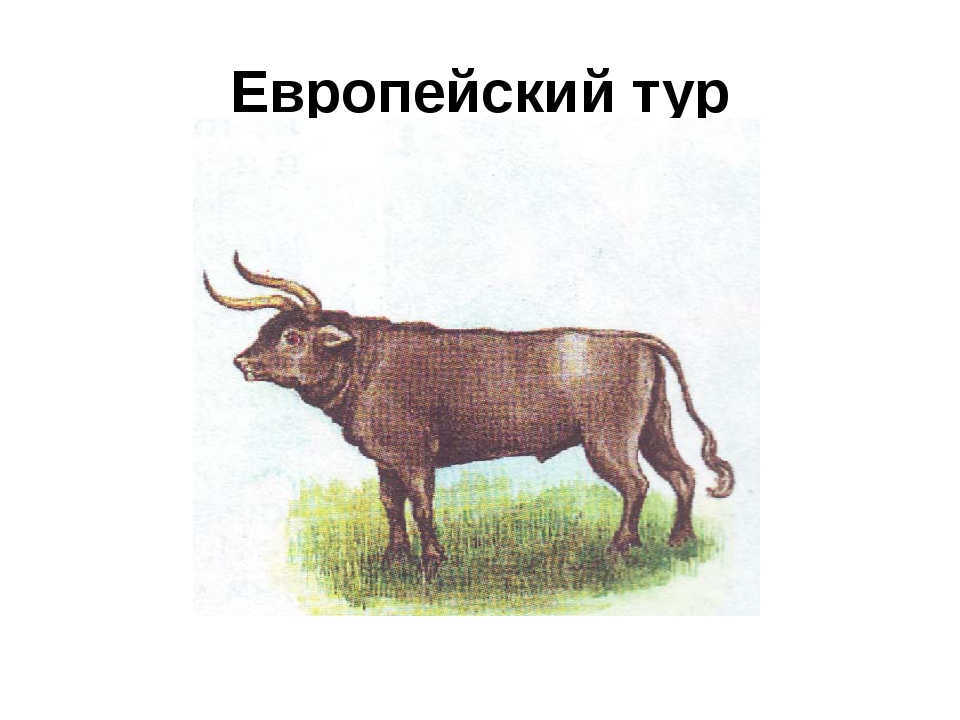 Тур бык картинки