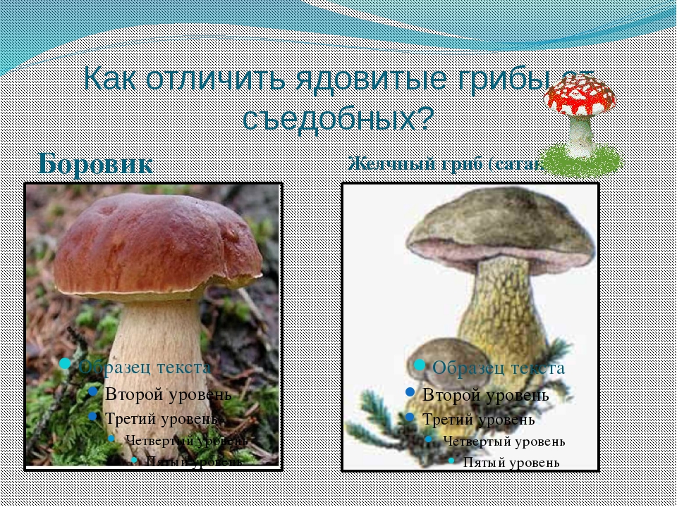 Грибы как отличить съедобные грибы от несъедобных с фото