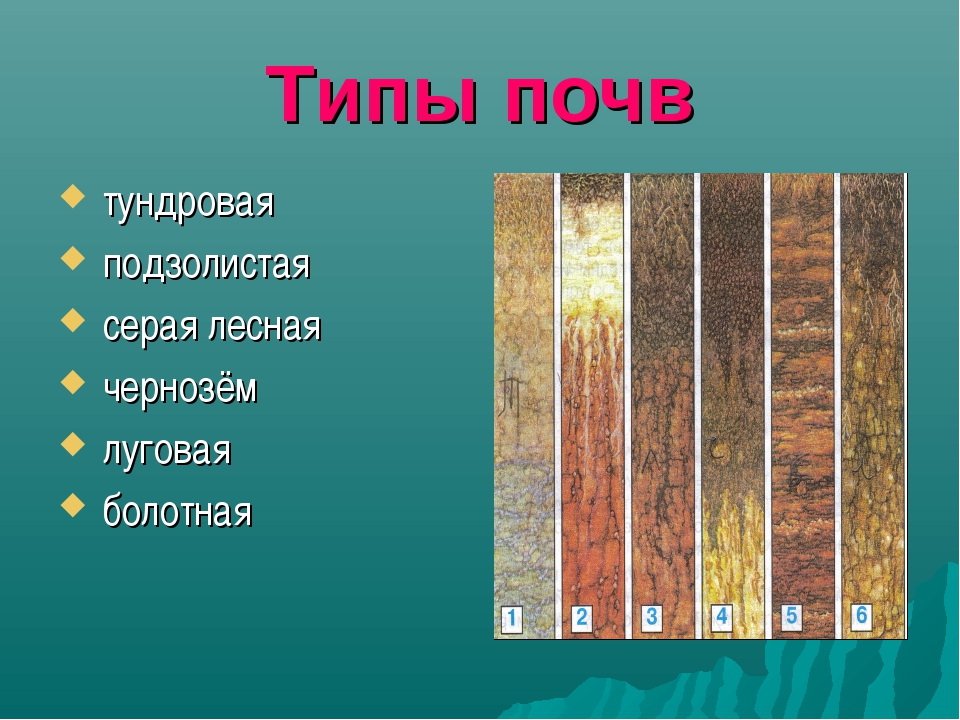 Лес тип почвы. Тундровая почва подзолистая серая Лесная чернозем Болотная Луговая. Почвы России презентация. Виды почв 4 класс. Почва 4 класс окружающий мир.