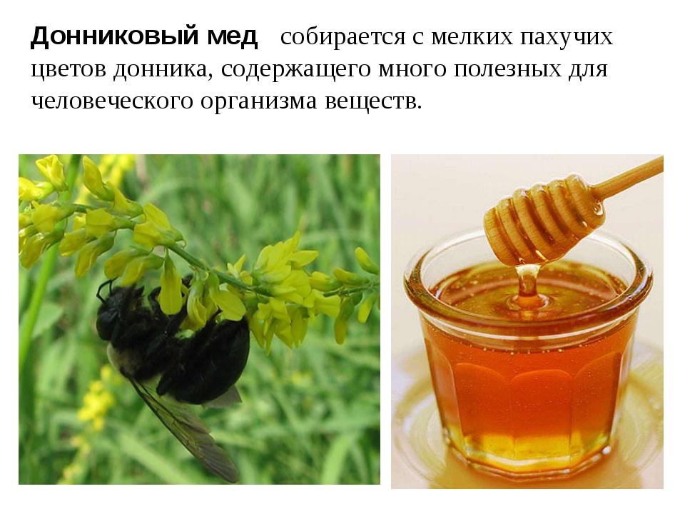 Лечение медом как называется. Донник донниковый мед. Мёд из донника характеристика. Сорт мёда донник. Мед Акация донник.