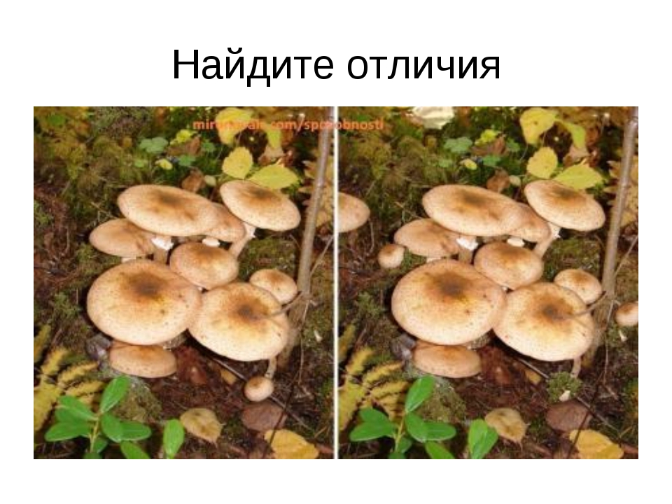 Опята фото как отличить