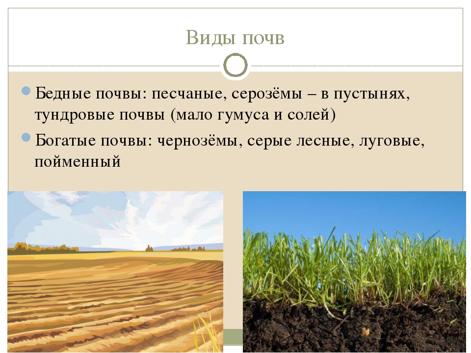 Самые богатые почвы. Типы почв. Почва виды почв. Самый бедный почвенный слой в России. Бедная почва.