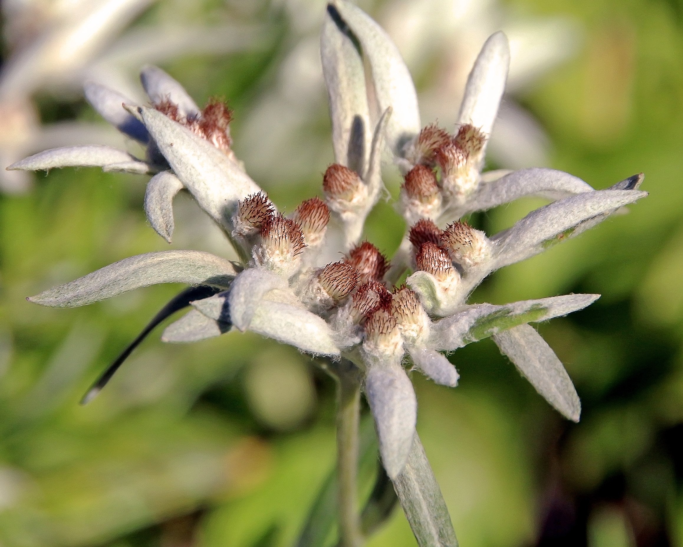 Эдельвейс кропоткин. Эдельвейс (Leontopodium). Эдельвейс эдельвейсовидный. Цветок Эдельвейс Альпийский. Эдельвейс мохнатенький.