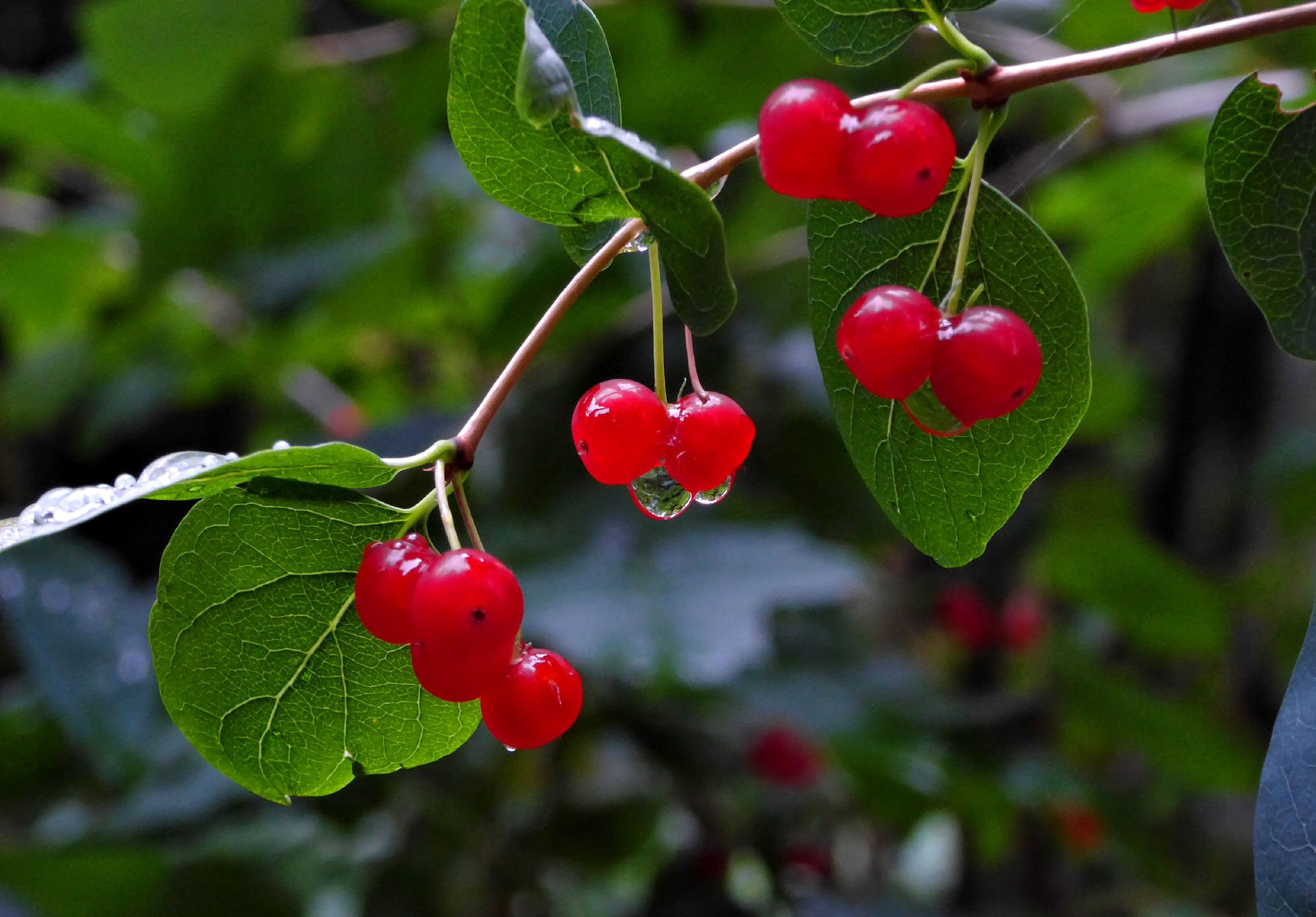 Красные ягоды виды. Красная круглая ягода. Маленькие красные ягодки. Красная ягода на дереве с косточкой. Дерево с красными ягодами.