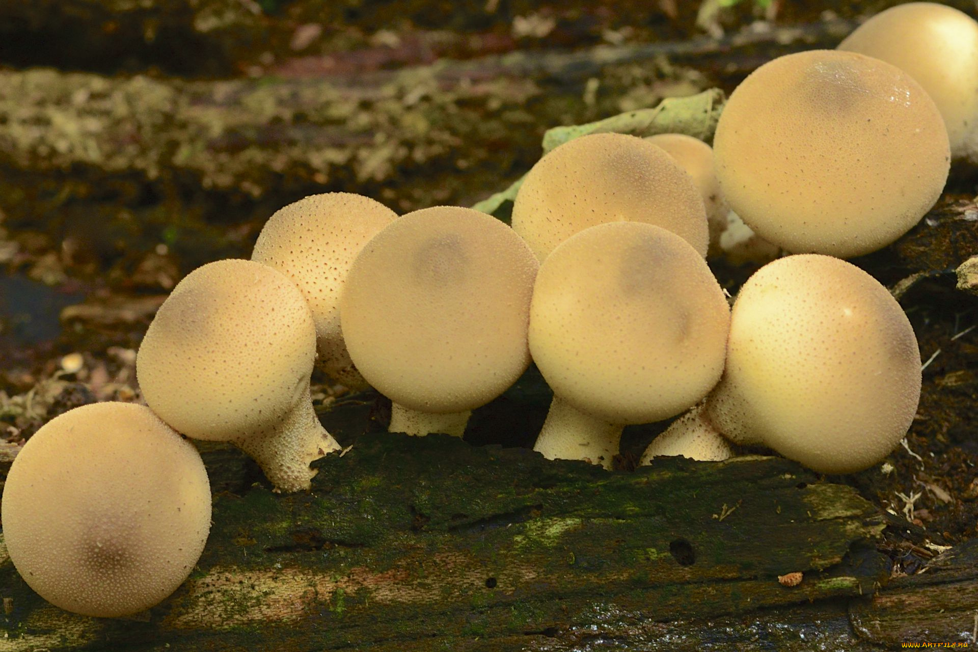 Есть грибы беременной. Грибы дождевики грушевидный съедобные. Дождевик (род грибов) Агариковые. Дождевик (род грибов) Луговой. Дождевик грушевидный.