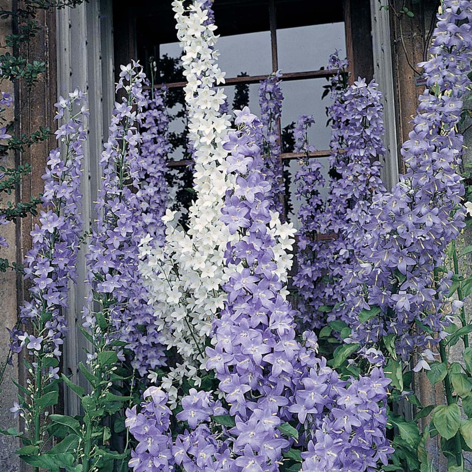 Колокольчик пирамидальный (Campanula pyramidalis)